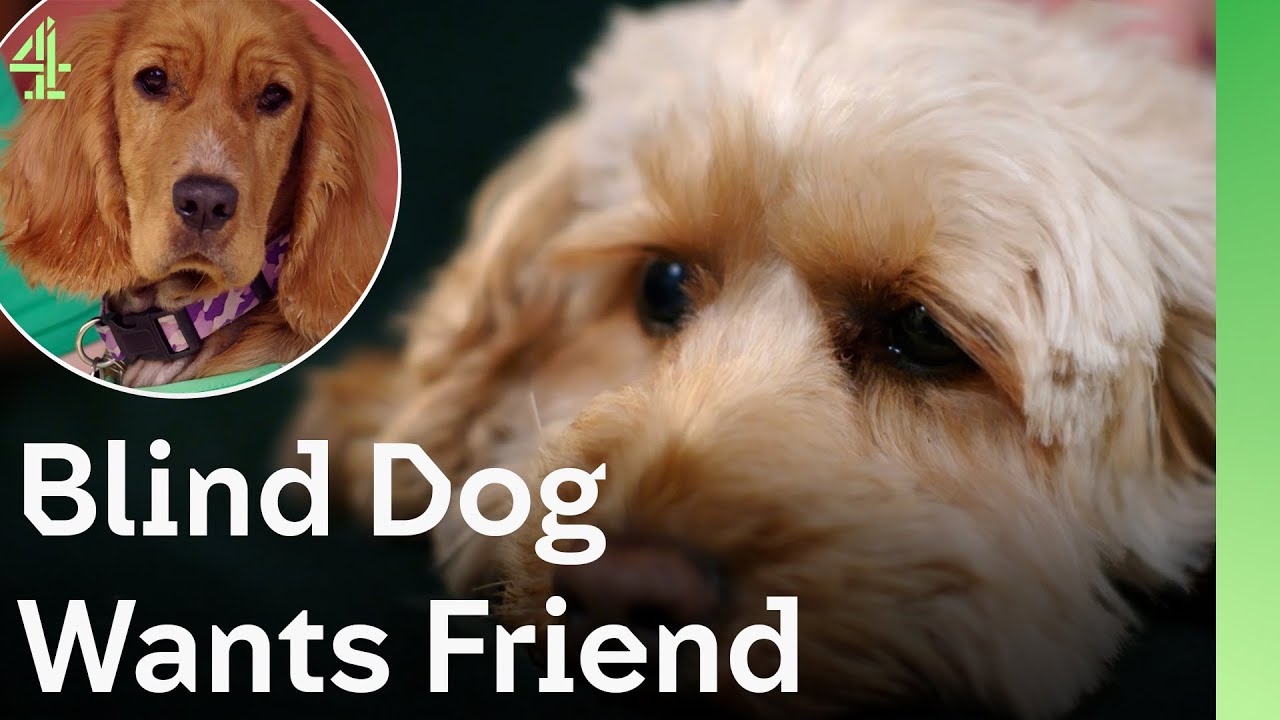 Blind Dog Wants Friend | The Dog House 🐶 | Dog Stories
