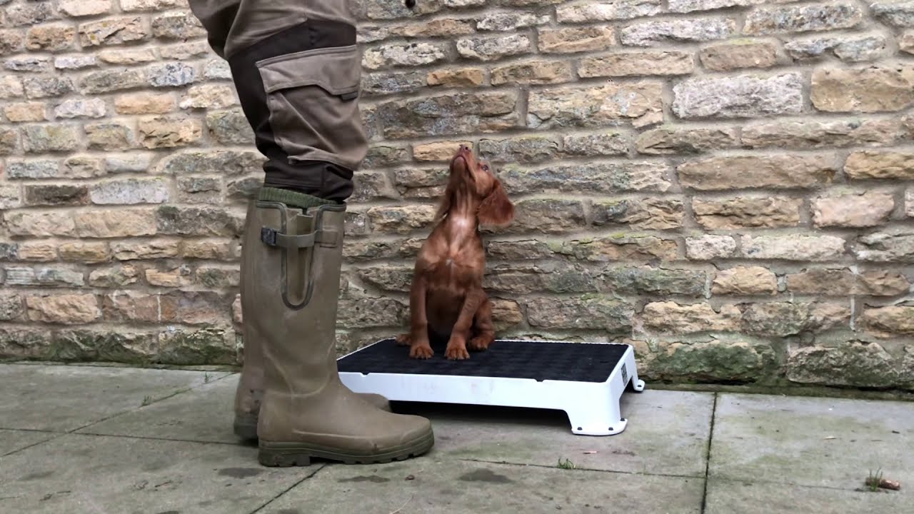 Introducing your puppy to slip lead training - A simple method to teach your pup to walk to heel