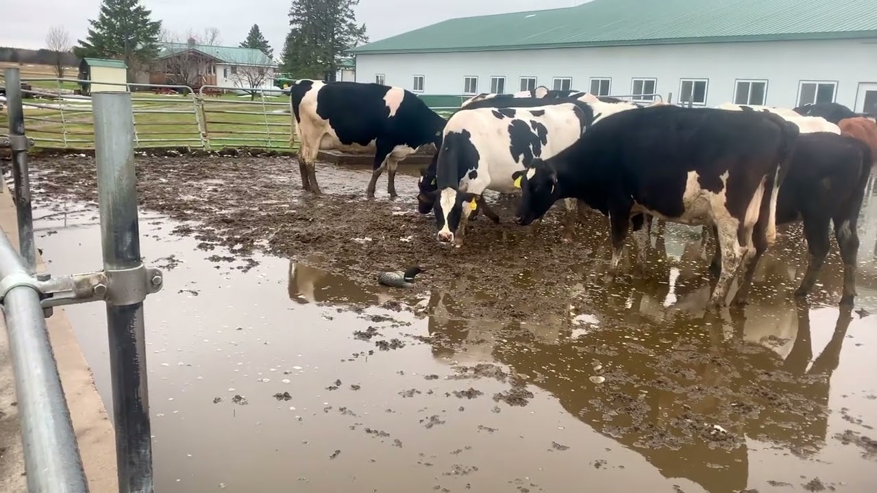 Loon Rescue Inc loon in cow pen
