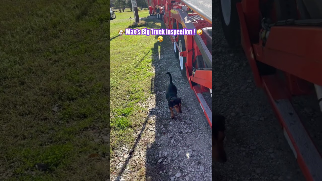 Mad Max: 🐶 Max’s Big Truck Inspection! 🤪🤣 