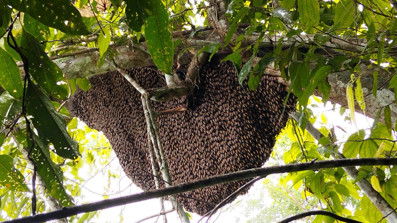 Luar biasa sarang lebahnya penuh madu.#honey #bee #tawongung 