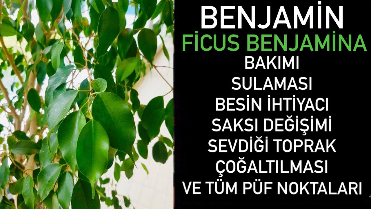 Benjamin bitkin varsa bunları bilmelisin! #benjamin #salonbitkileri #ficusbenjamina #ficusplant