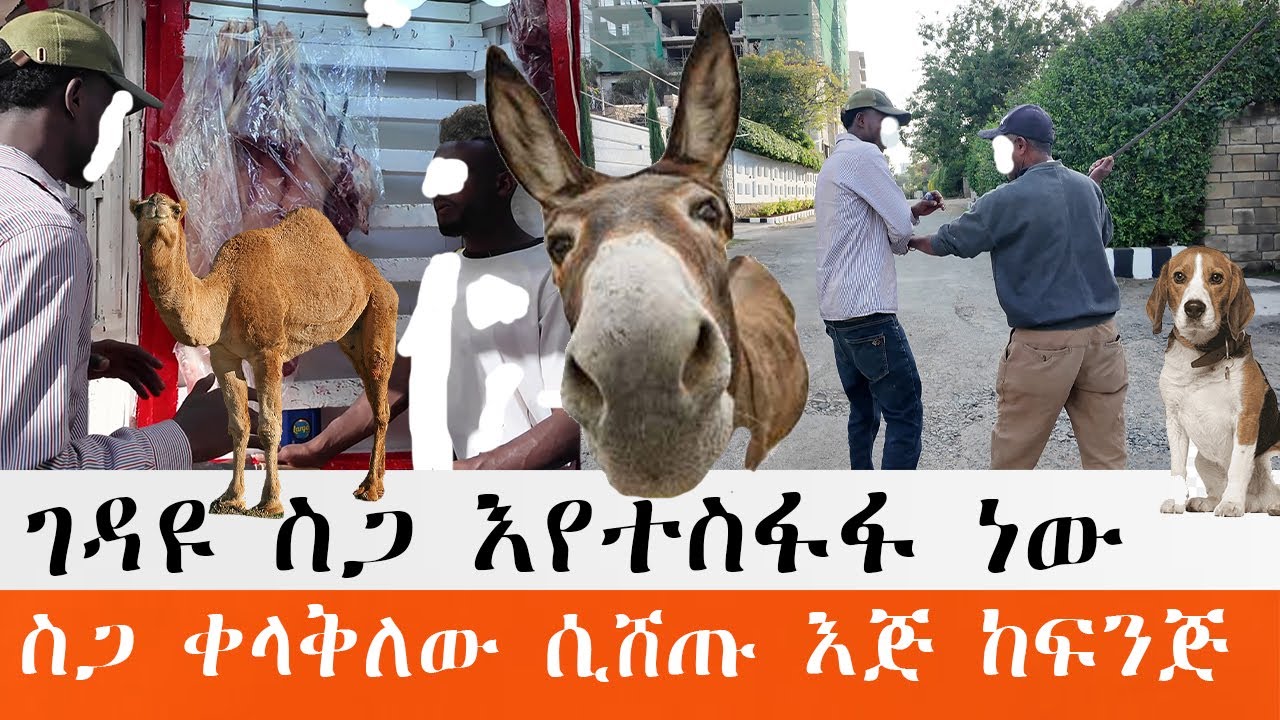 ጥንቃቄ አድርጉ የሃያ ስጋ ፡ የግመል ስጋ እና የውሻ ስጋ ቀላቅለው ሲሸጡ እጅ ከፍንጅ ያዝናቸው. አስፈሪው ገዳዩ ስጋ እየተስቸፋፋ ነው