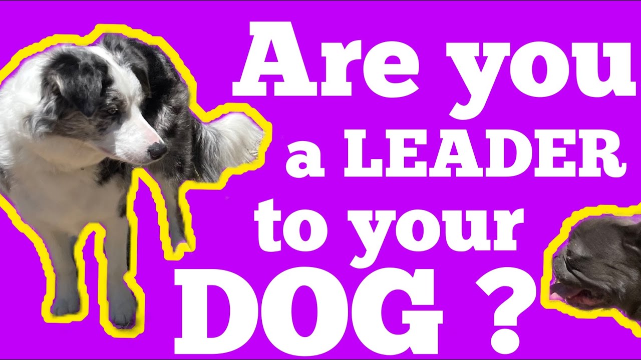 STOP reactivity in your DOG? #dog #dogtraining