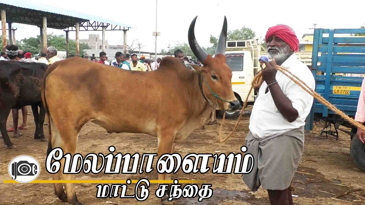 19.1.2026 | Melapalayam mattu santhai | மேலப்பாளையம் மாட்டு சந்தை