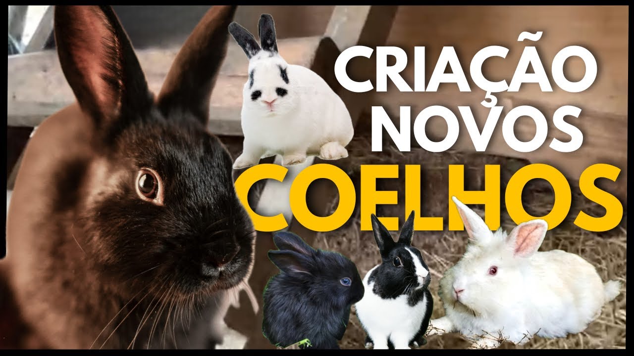 Raça, cor e comportamento: conheça os novos coelhos que chegaram ao sítio e como estão se adaptando 
