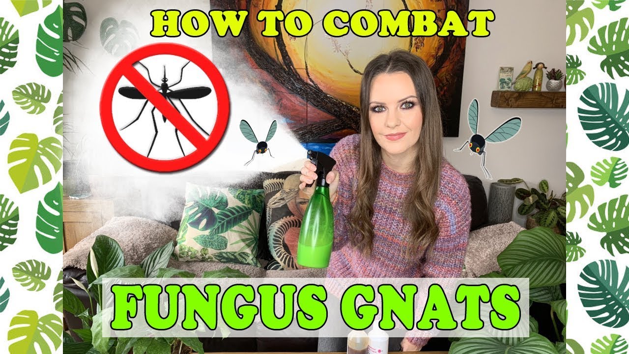 HOW TO COMBAT FUNGUS GNATS! MY TOP TIPS 🌱