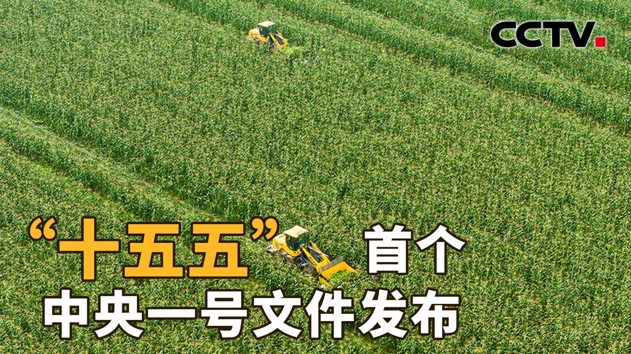 2026中央一号文件，部署哪些“三农”重点？| CCTV「新闻1+1」20260203