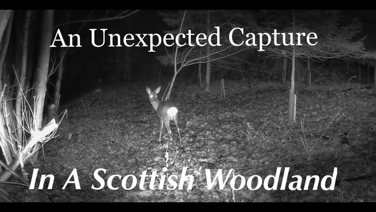 Scottish Woodland Trail Camera Footage