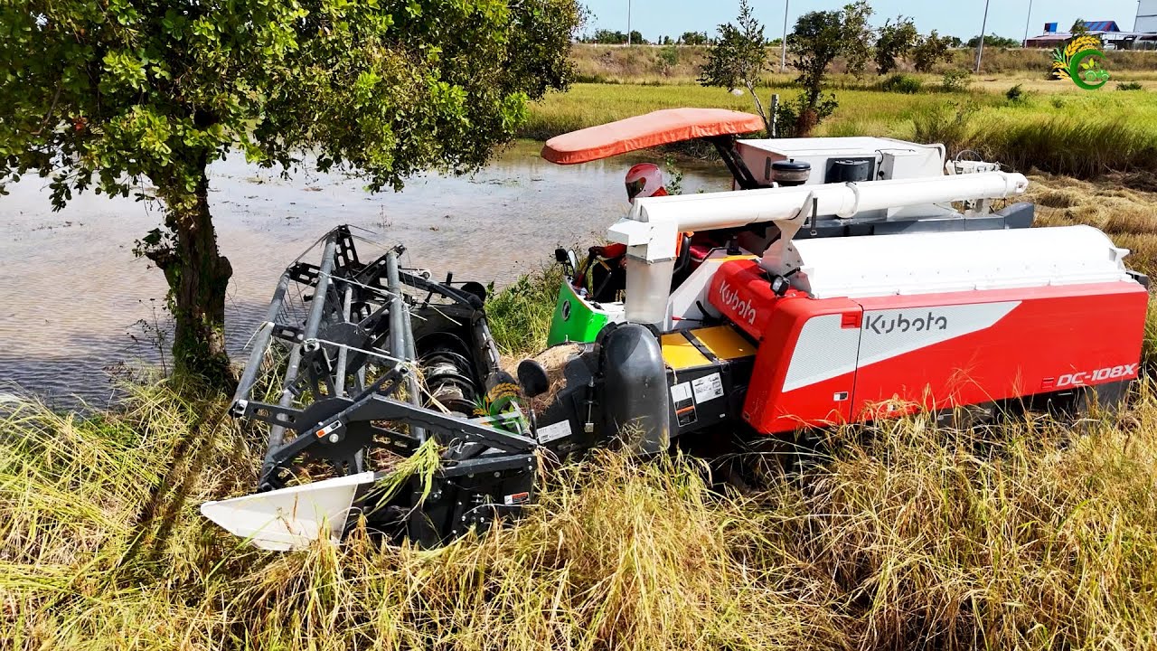 Powerful Combine Harvester Kubota DC108X New Model Working Skills At Rice Farms Cambodia