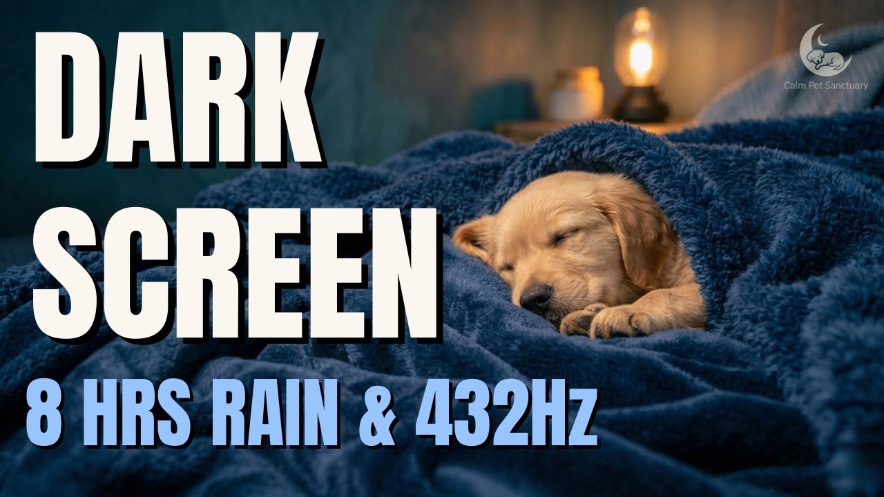 8 Hour Black Screen Dog Sleep Sounds | Heavy Rain for Separation Anxiety