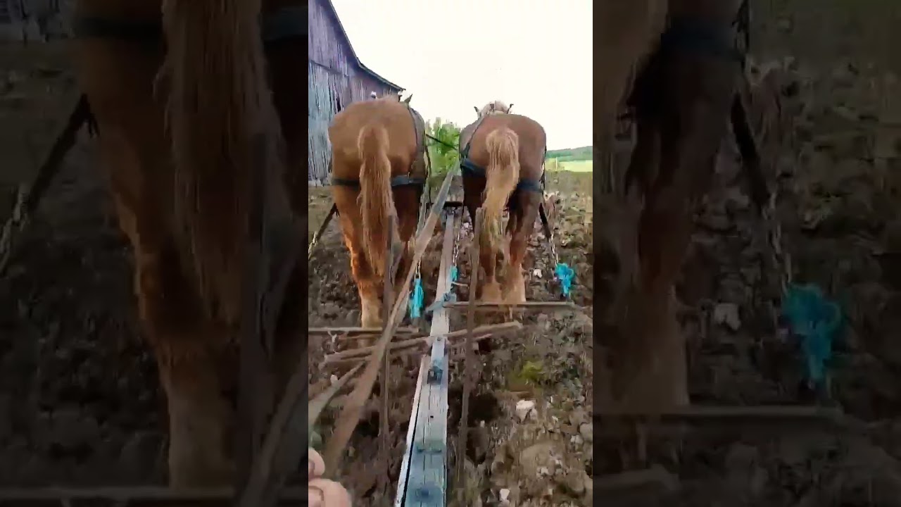 Homestead Field Work... Disking with team of Belgian Horses 