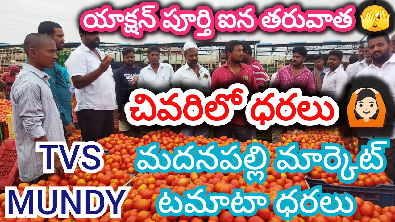 29/01/26 Madanapalle Tomato Market Price Today || Today Tomato Market Rate In Madanapalle 