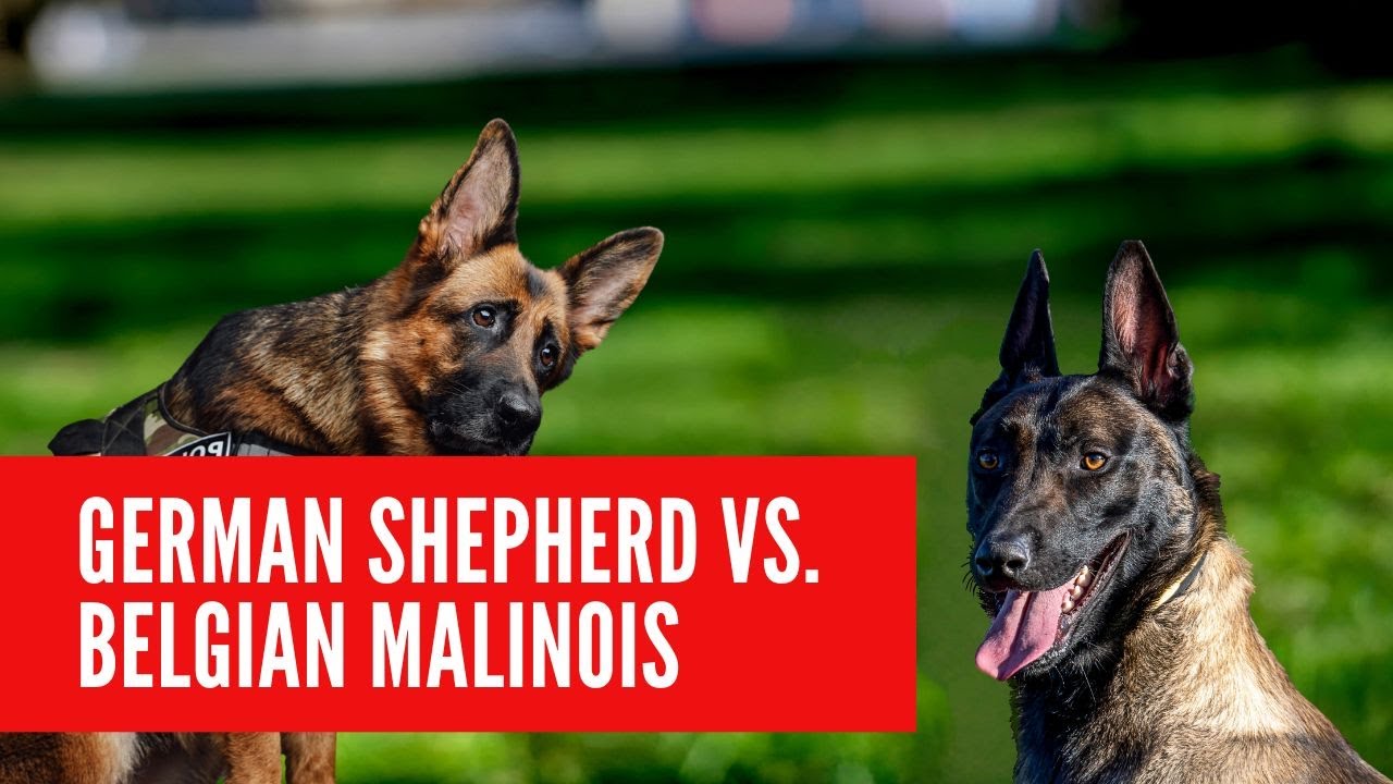 German Shepherd vs. Belgian Malinois: Key Differences Explained