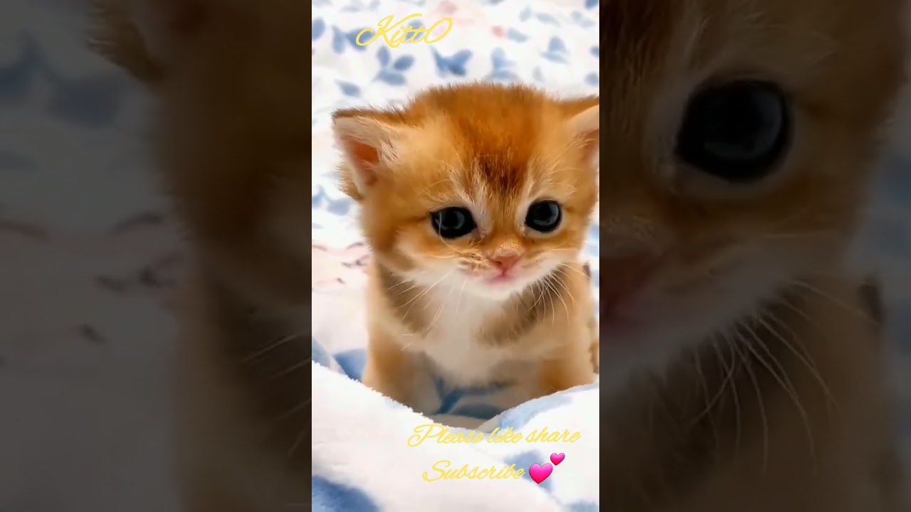 cute kitten 🥰 kitto cat  #kitto cat 💕 #fumny  #shorts
