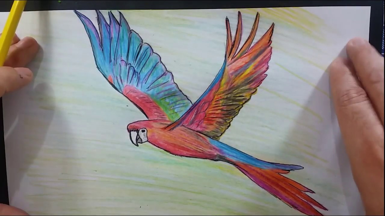 Como desenhar uma arara voando. How to draw a flying macaw. Como dibujar un guacamayo volando.