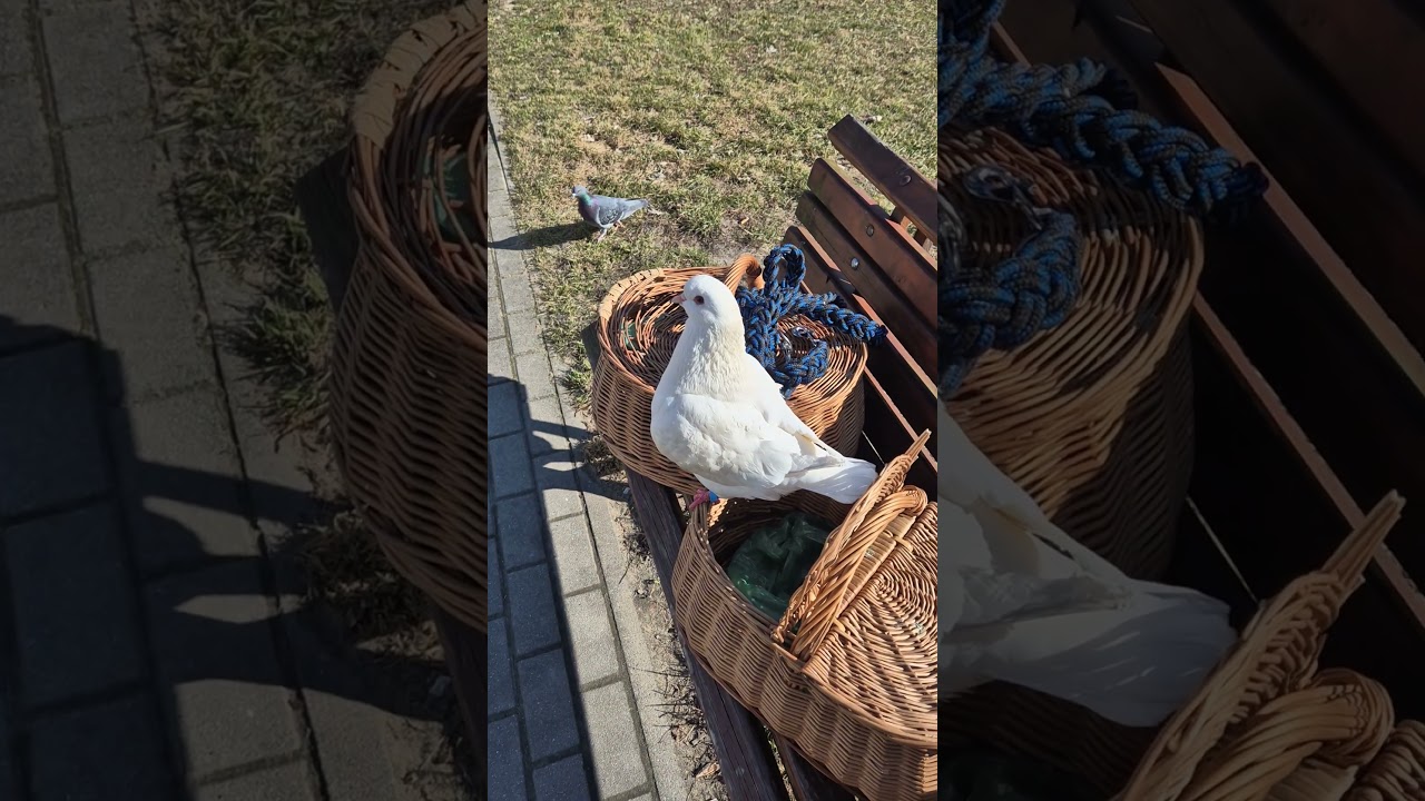 Gołąb Pudzian każe mi ściągać kurtkę bo gorąco 😁🕊😂 #gołąb #zwierzęta #zwierzaki #śmieszne #gołębie