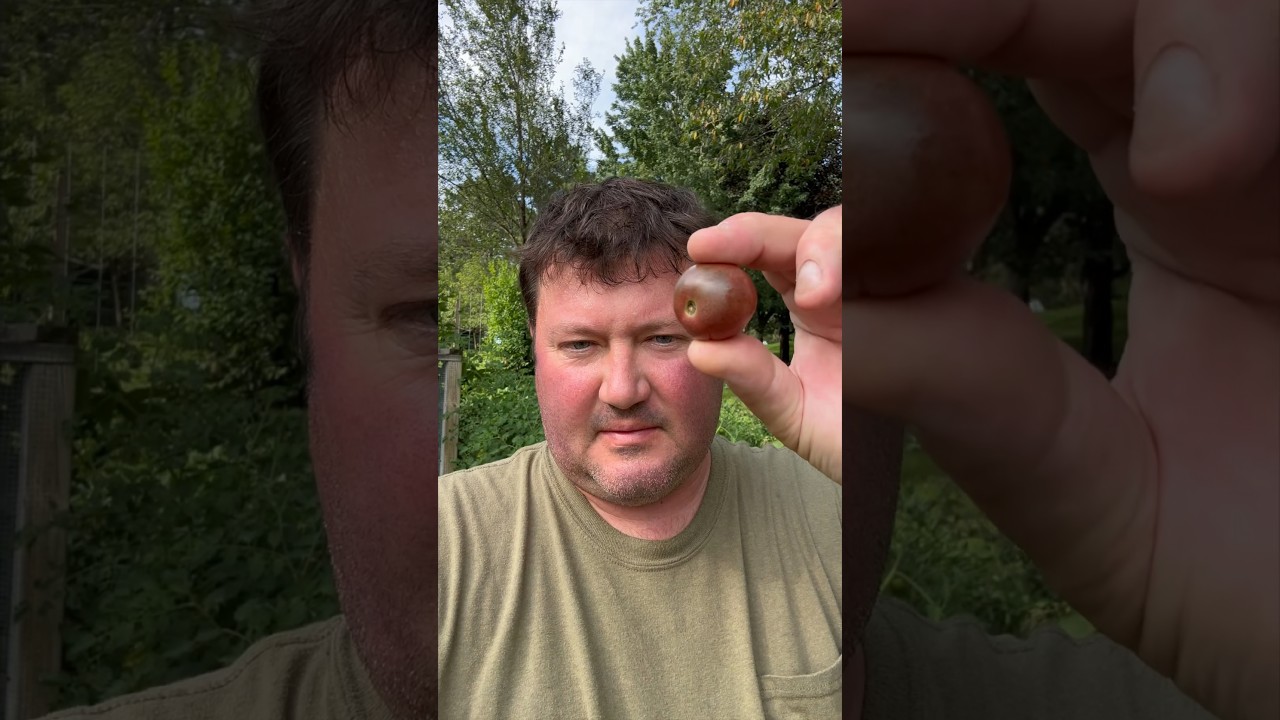 Tomato Tasting:  Black Cherry