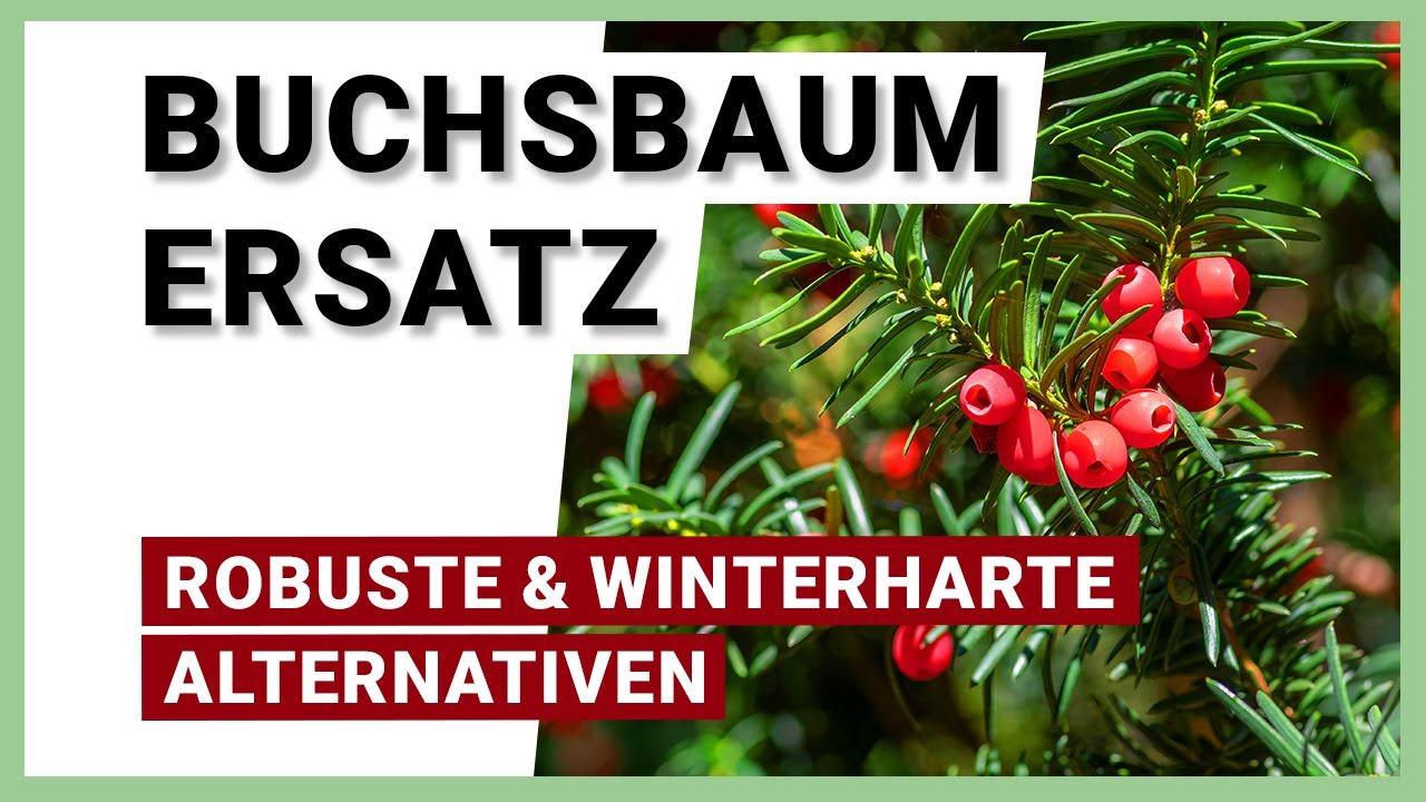 Buchsbaum Ersatz: 6 alternative Bepflanzungen für den Garten