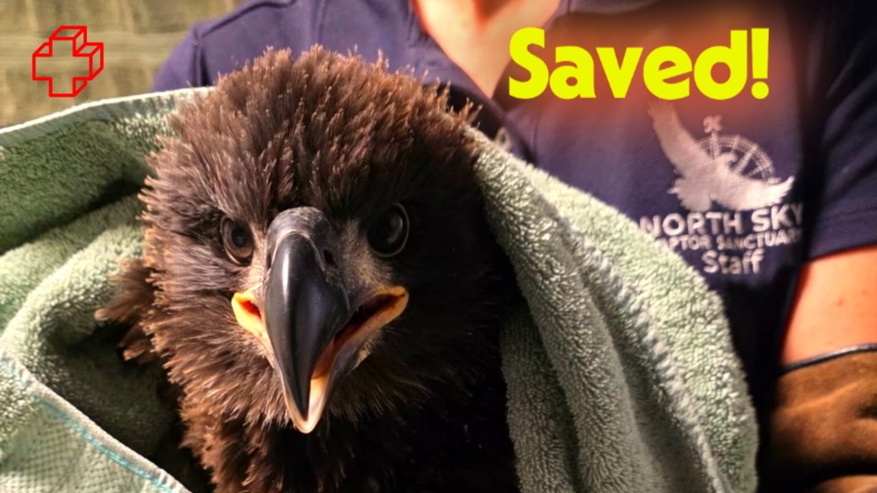 Baby Eaglet Trapped in Collapsed Nest &mdash; The Rescue That Stunned Everyone!
