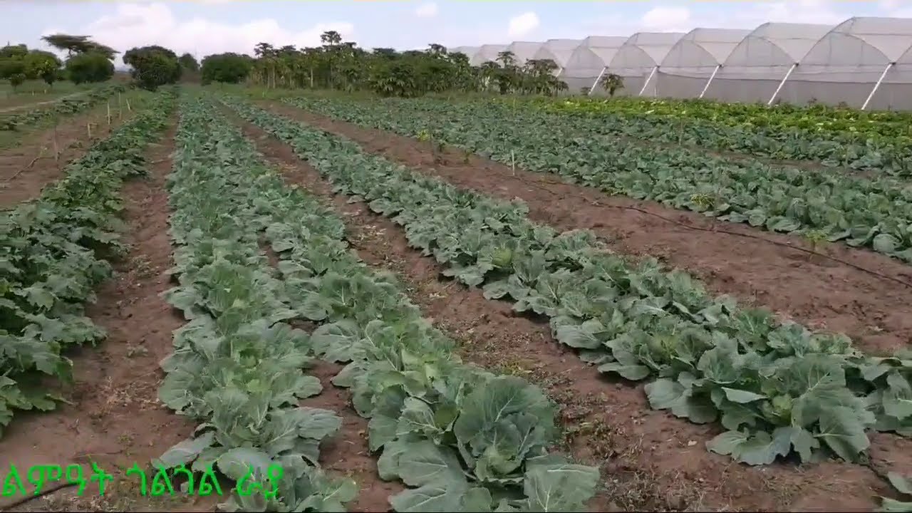 Rara Media ልምዓት ሕርሻ ጎልጎል ራያ 2013 | Agriculture of Raya Tigray 2020 |