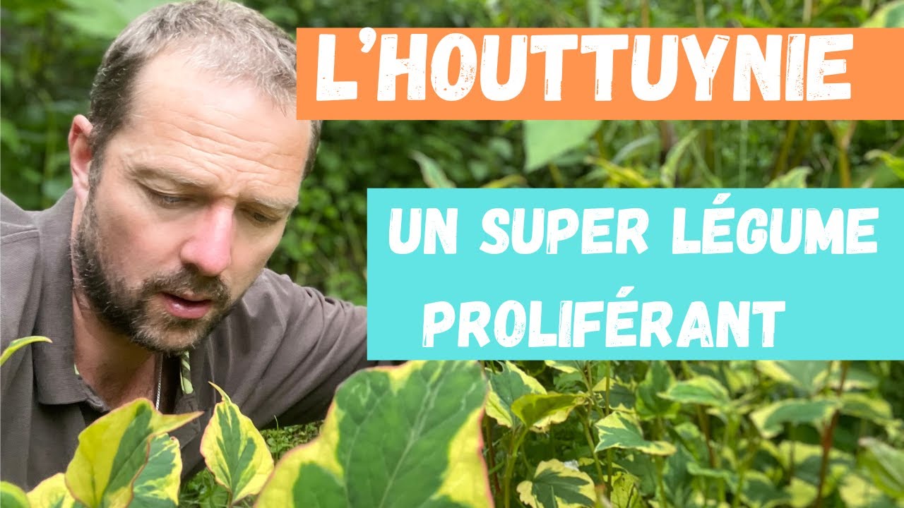L'houttuynie, un légume proliférant ! (Houttuynia cordata)