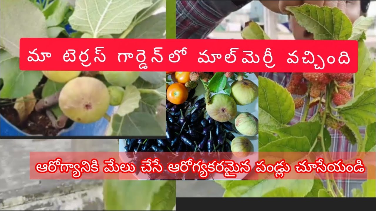 మన టెర్రస్ గార్డెన్ లో అంజుర్ పండ్లు, మల్బరీ పండ్లు వచ్చాయ్ చూసేయండి🍃