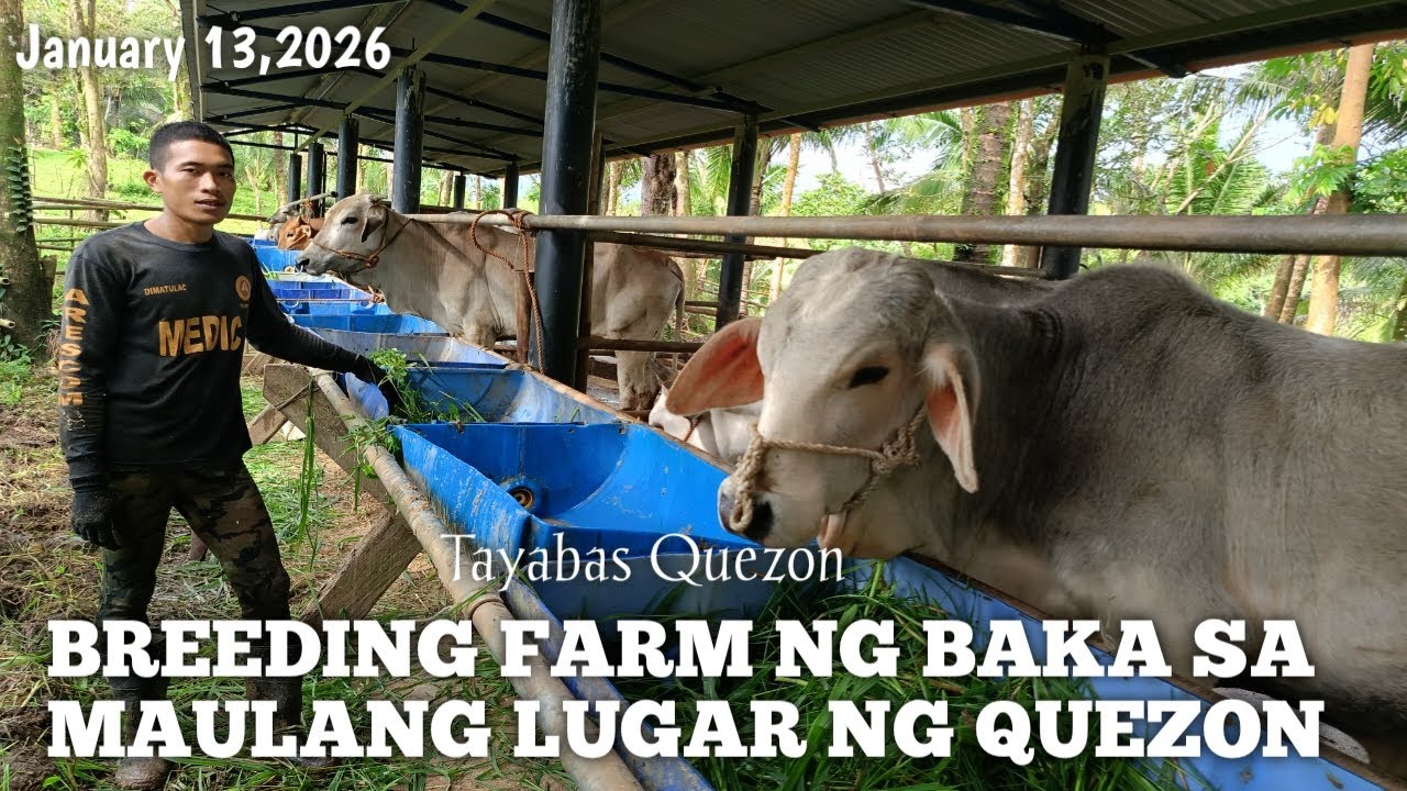 Breeding Farm sa Maulang Lugar ng Tayabas Quezon