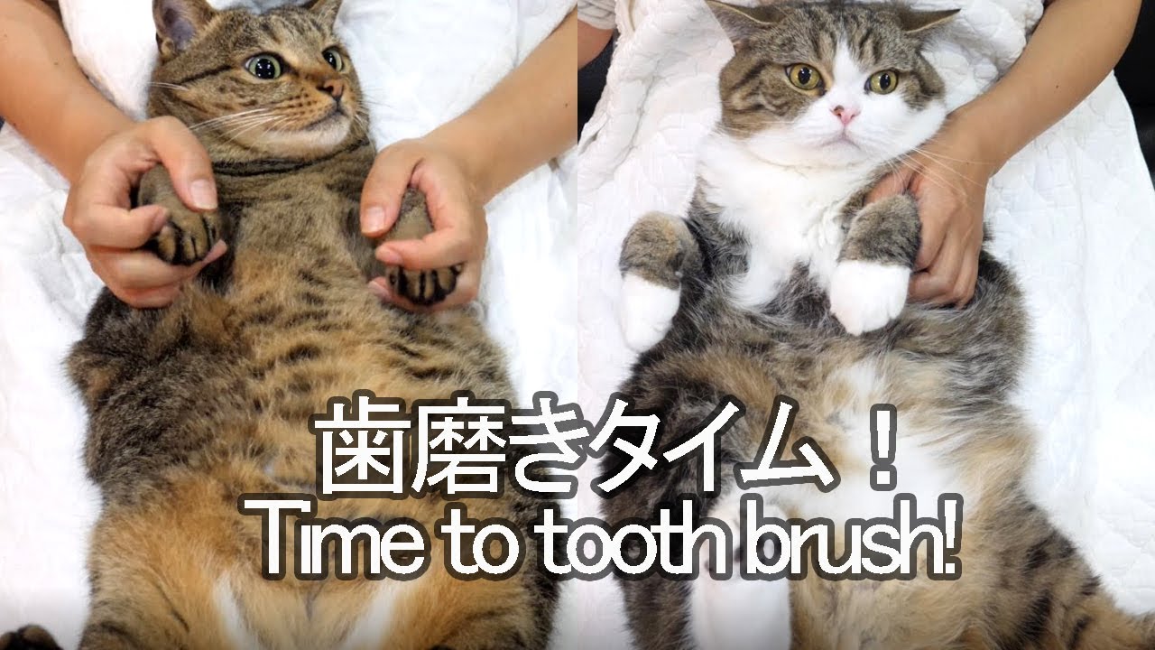 歯磨きされるねこ。-Time to brush Maru&Hana's tooth.-