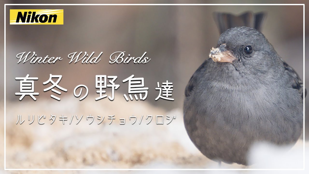 [真冬の野鳥] 過酷な雪中で撮影！至近距離のルリビタキ/ソウシチョウ/クロジたちが最高でした(Nikon Z50II 耐寒テスト)