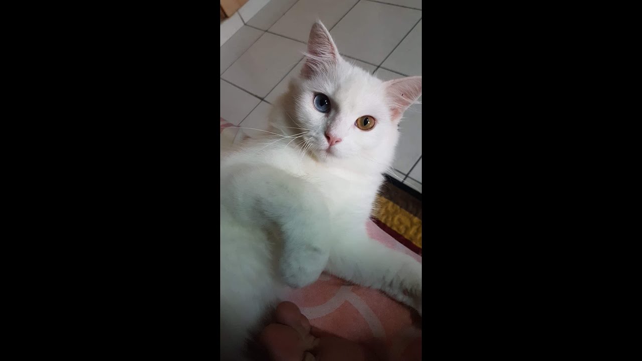Cuteness Over Load with Cutiepie | Turkish Angora Cat