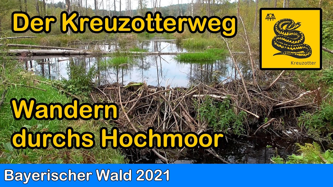 Bayerischer Wald - Der Kreuzotterweg bei St. Oswald | Wandern durchs Hochmoor | Plötzlich Starkregen