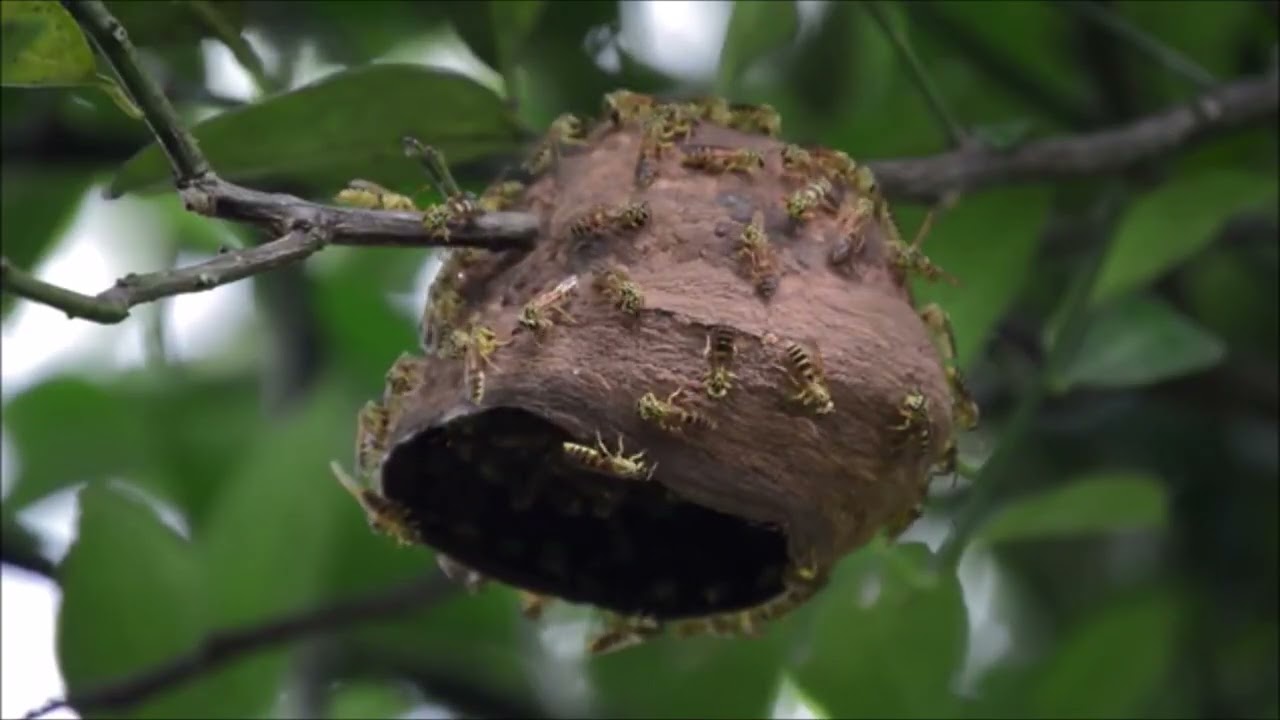 Banda da Casa Faulhaber & Cia | SILVINO RODRIGUES | 1911