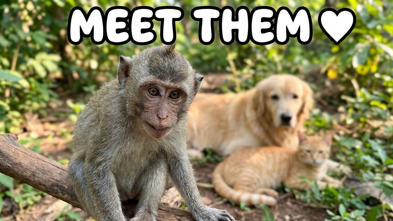 Cute Animal Family in the Countryside – Monkey, Dog & Cat | Den Country Life Vlogs