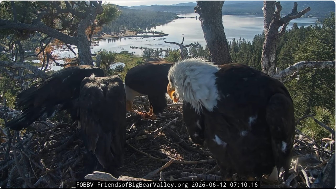 Jackie brings a fish, Shadow a twig 12.06.2026 @FOBBVCAM