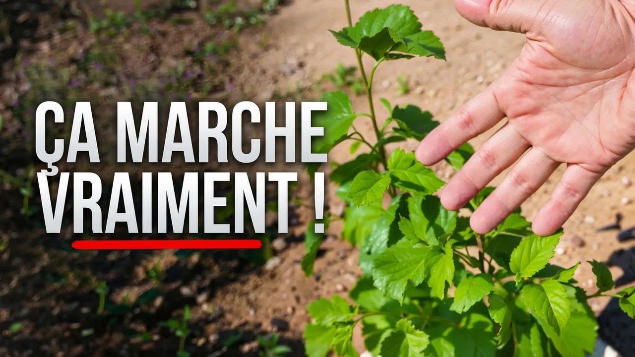 J'ai testé une technologie pour faire pousser des arbres dans le désert