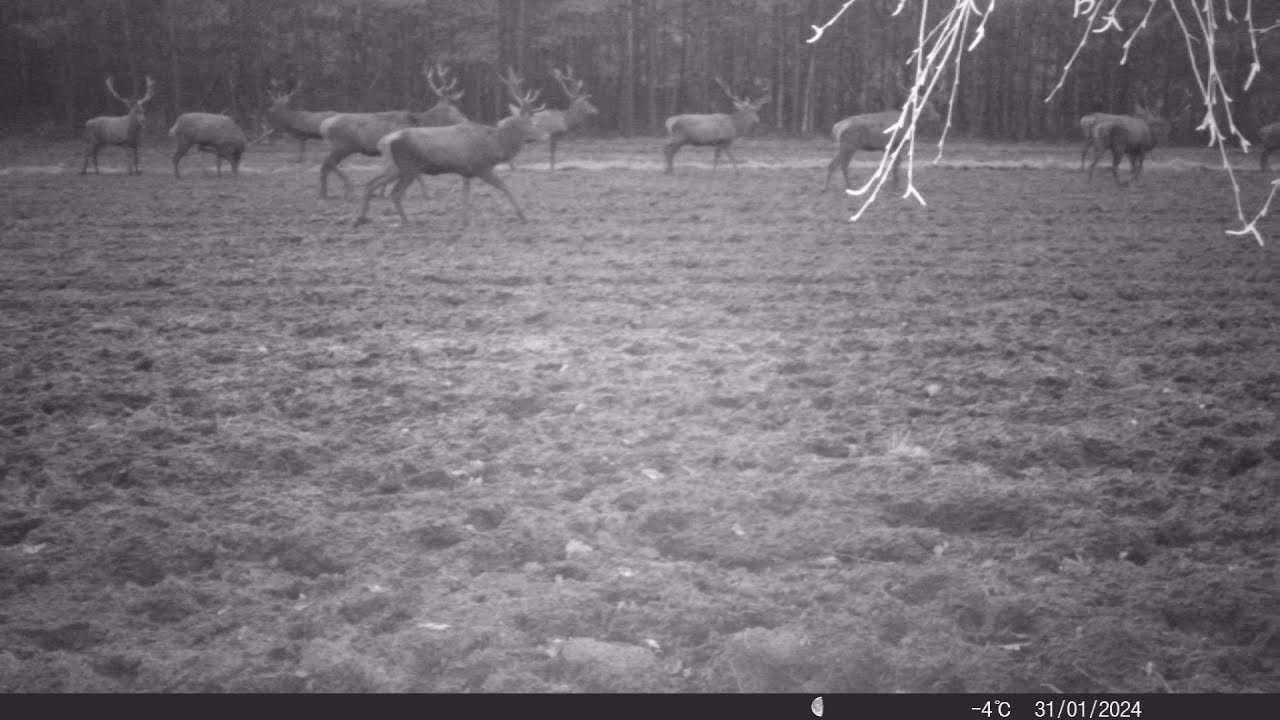 Zrzuty 2025  Chmara jeleni  przed obiektywem  + Łoś