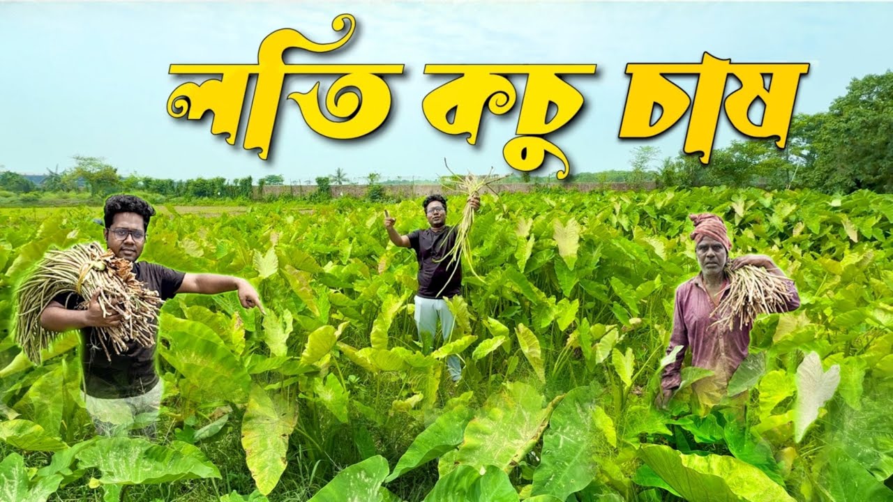 কচুর লতি চাষ করলে কত আয় হবে | Kochur Loti Chash | Taro Plant | লতিরাজ কচু | লতি কচু | Kochu Farming