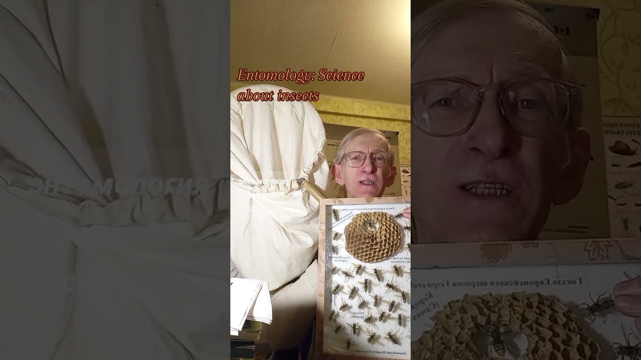 Entomologist Tells about Insects: Honeybees, Wild Bees, Wasps Hornets, Entomology Study. ЭНТОМОЛОГИЯ