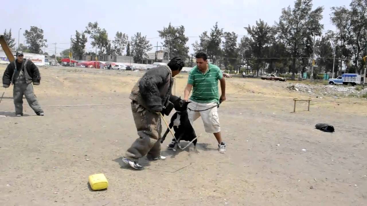 boxer negro, proceso entrenamiento ataque 2 agresores