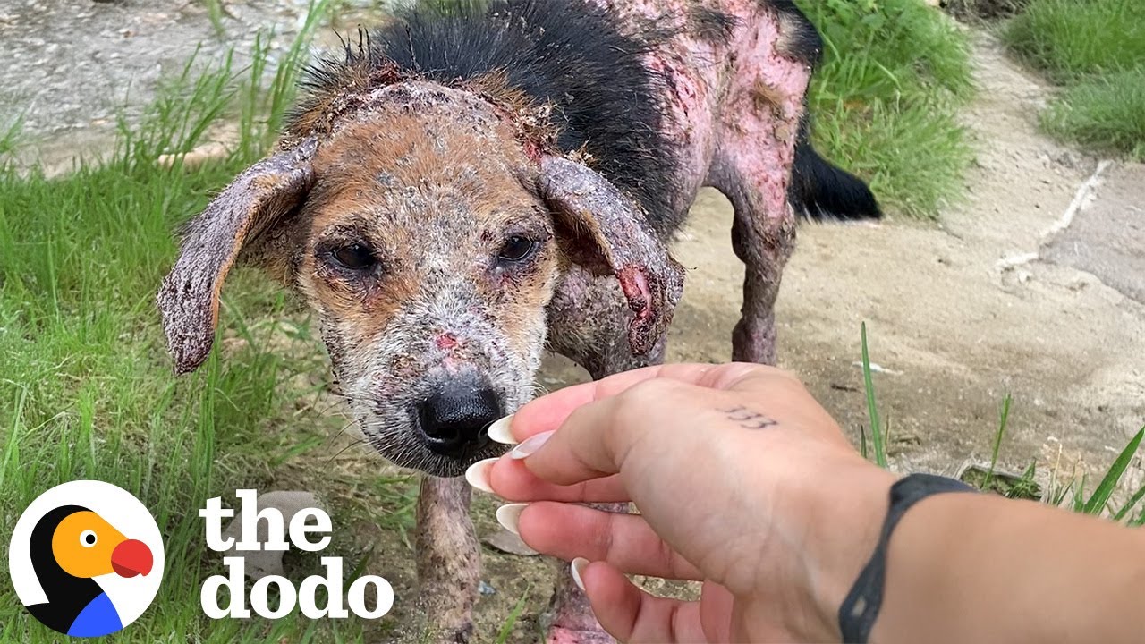 Stray Dog Who Was Turning Into Stone Moves Across The Globe To New Family | The Dodo