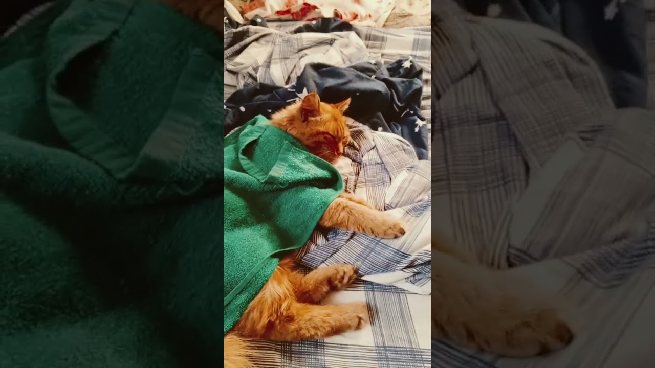 тихо!  это видео чтобы отдохнуть от кринжа