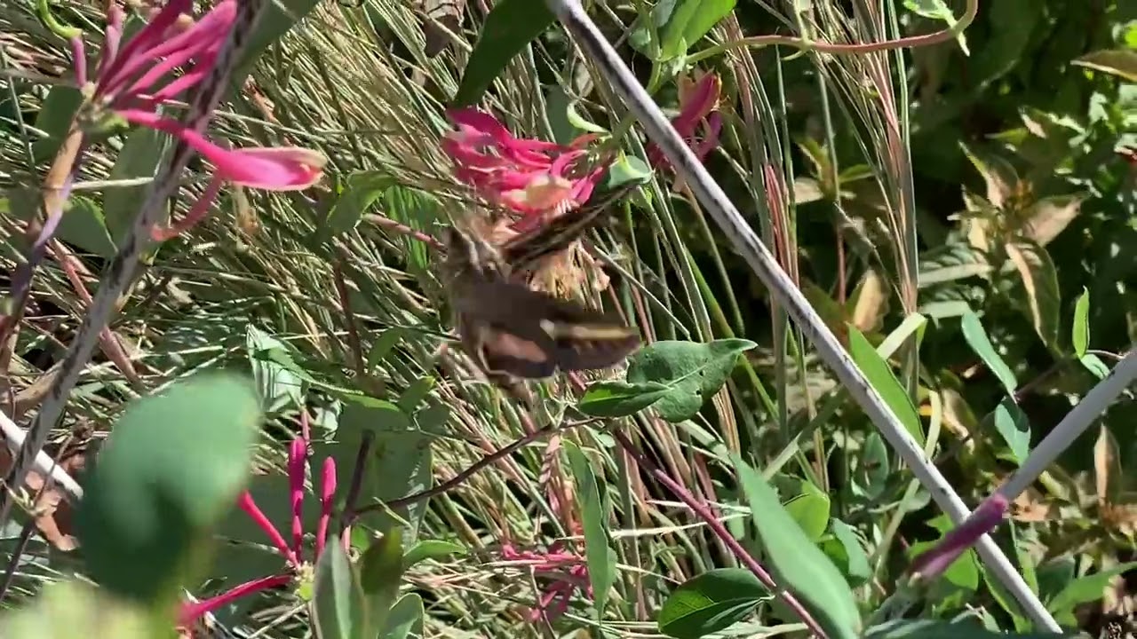 Hummingbird moth/goldflame honeysuckle