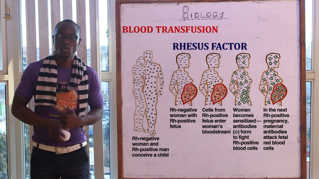 6. Blood Groups and Blood Transfusion Biology Form 2