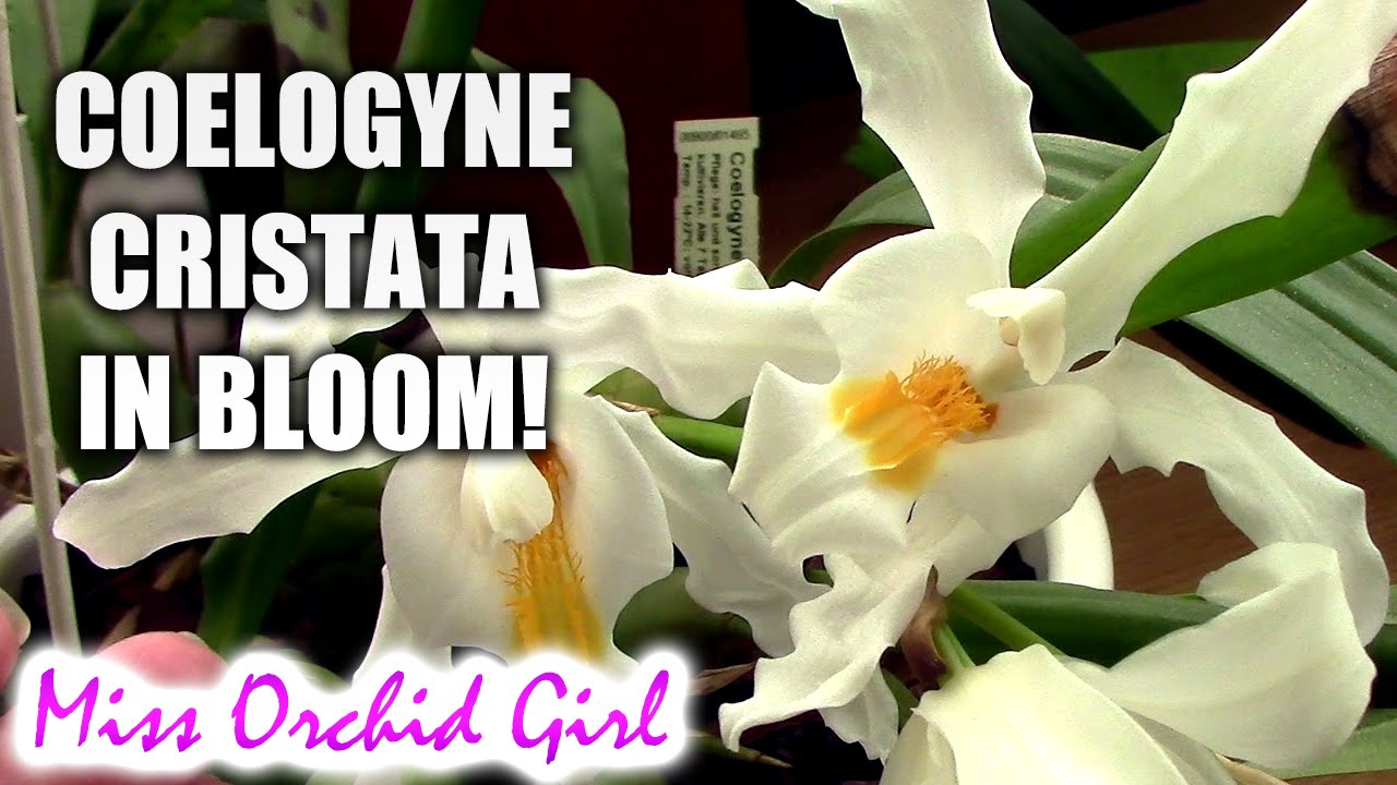 Coelogyne cristata Orchid - The white queen