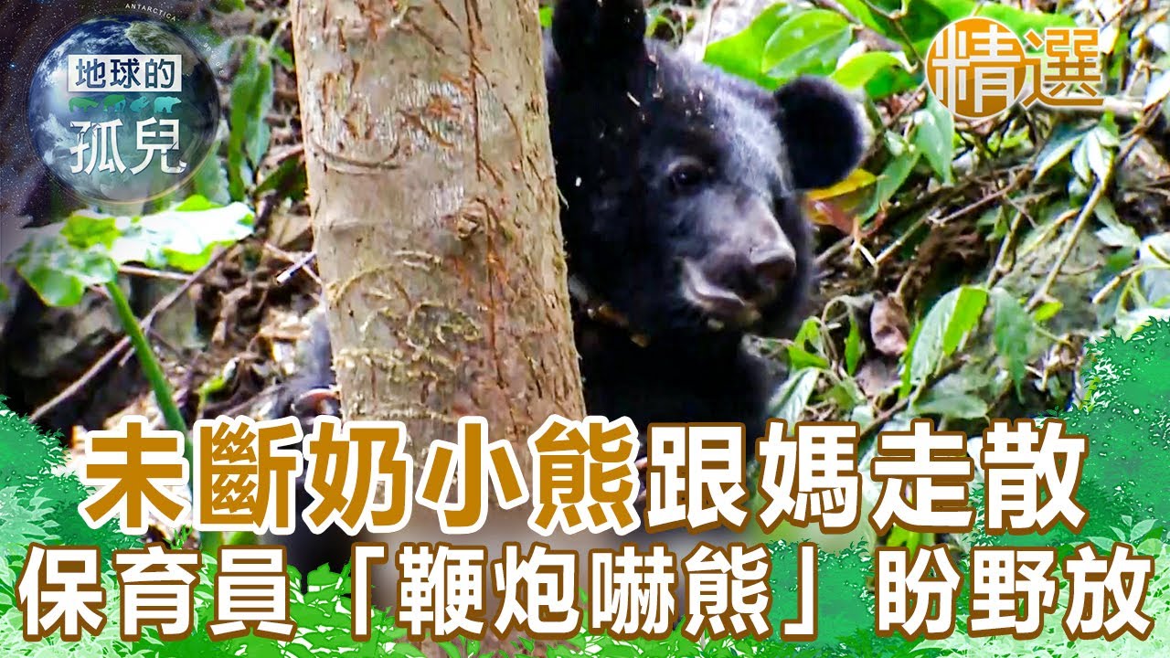 未斷奶小熊跟媽走散吃垃圾維生！保育員「鞭炮嚇熊」訓求生能力盼野放 Saving Formosan Black Bears @1001taiwanstories