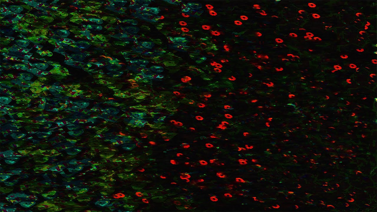 AkZeNT - La Nutria [Official Visualizer]