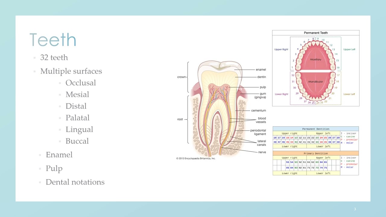 Identification of human remains using dental records