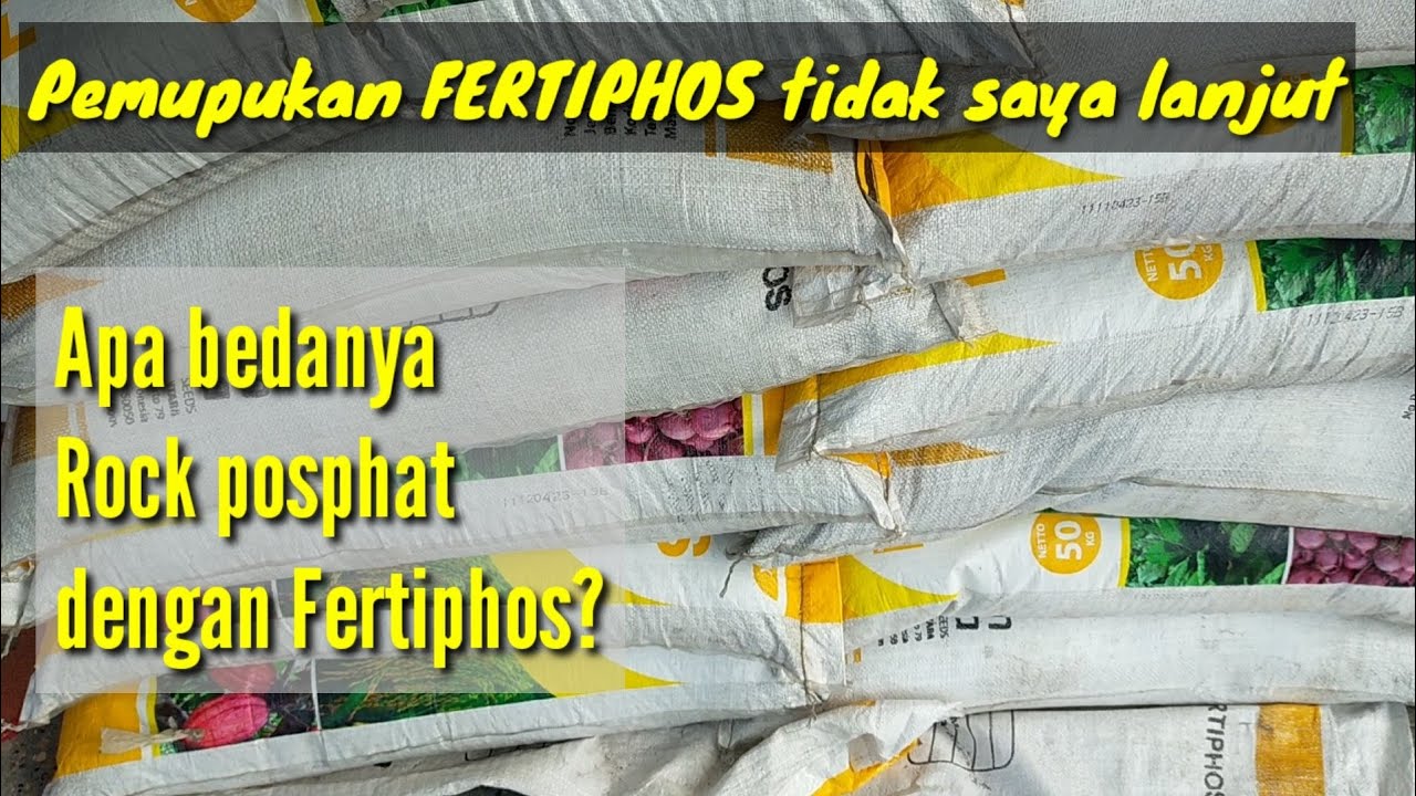 Penyebab pemupukan FERTIPHOS saya hentikan@Kopi Inspirasi81