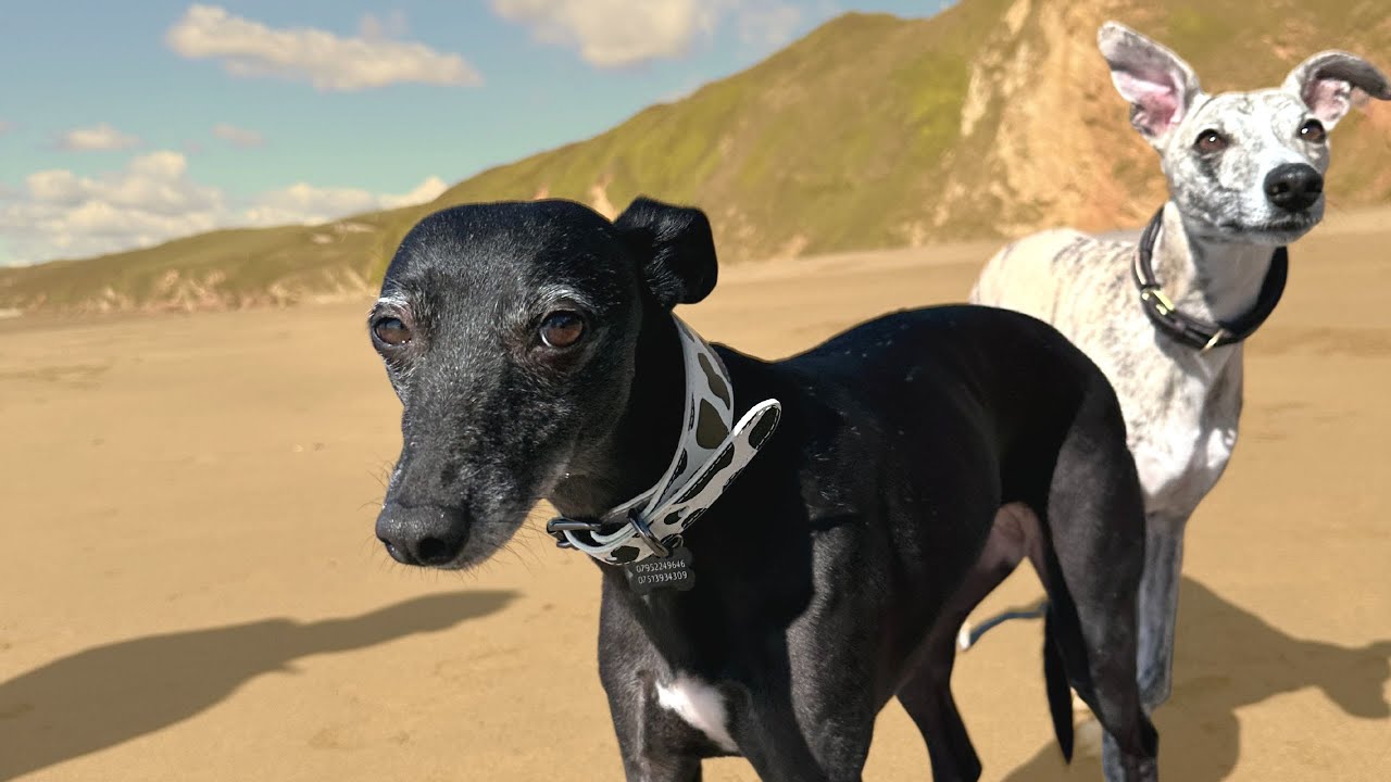 Taking two whippets to the beach | Whitsand Bay Cornwall